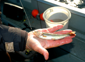 Creek Chub and Lindy Rig